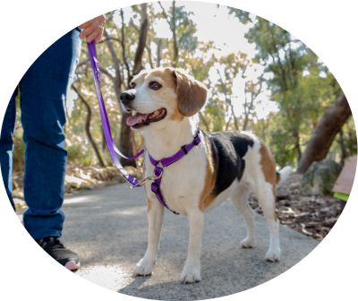 Hiking with your dog