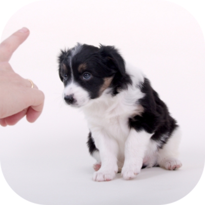 Common Mistakes Pet Parents Make During Dog Training