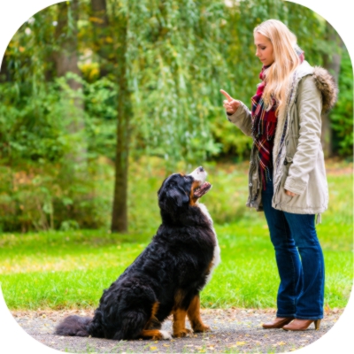 Common Mistakes Pet Parents Make During Dog Training