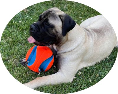 Choosing the right ball for your dog