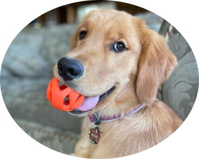 Choose the right ball for your dog