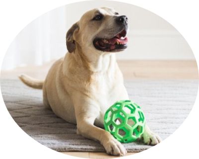 choosing the right ball for your dog