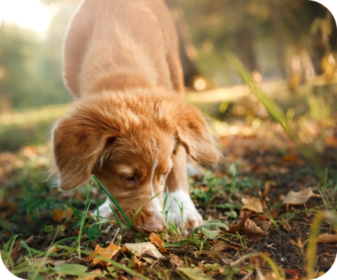 Dog Behaviours Explained