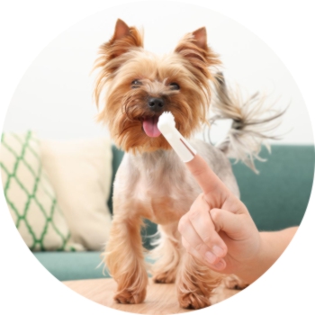 How to brushing your dog's teeth