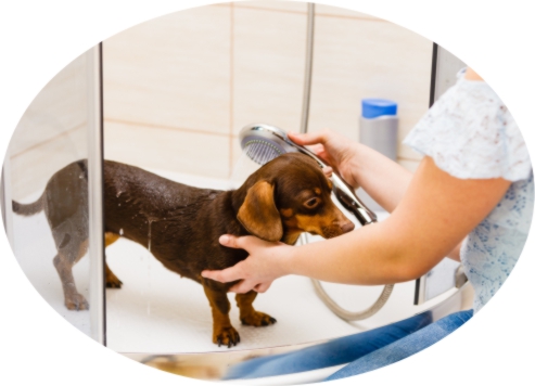 The Dog Hygiene Guide - Tips to Use at Home