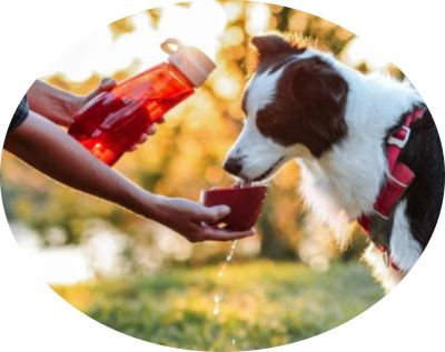 Dog travel bowls