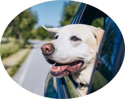 Dog car travel