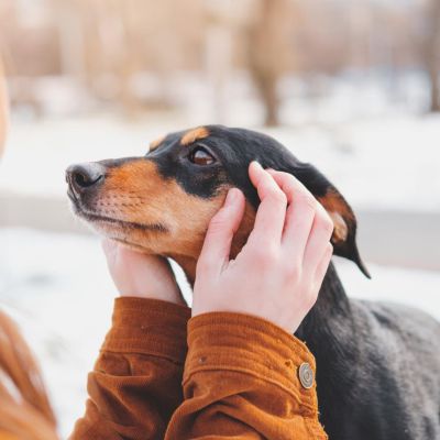 Essential Winter Accessories for Dogs