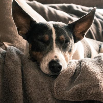 Essential Winter Accessories for Dogs
