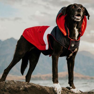 Essential Winter Accessories for Dogs
