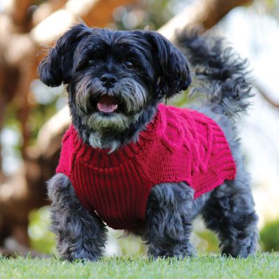 Essential Winter dog Accessories