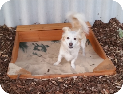 How to build your dog a sand pit