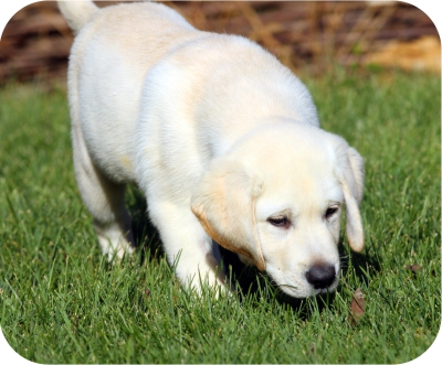 Dog playing Find it in the grass