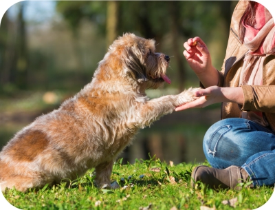 Teach your dog new tricks