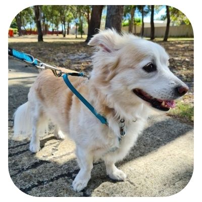 4Pooch Control Harness