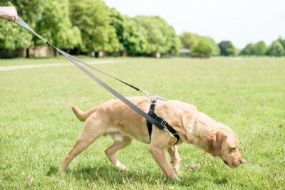 Dog pulling on a harness
