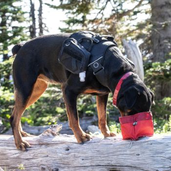 Hiking with your dog, water bowl
