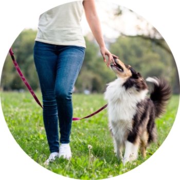 Off-Leash Dog Training - The Full Guide