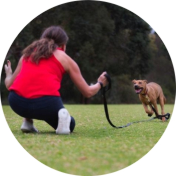 Off-Leash Dog Training