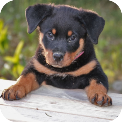 Introducing your puppy to your home