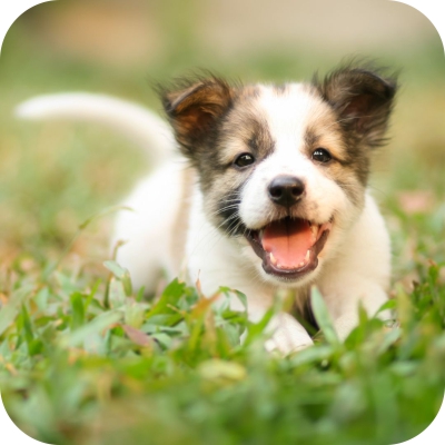 Understanding different puppy behaviours