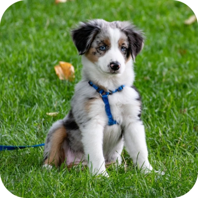 Puppy Survival Guide