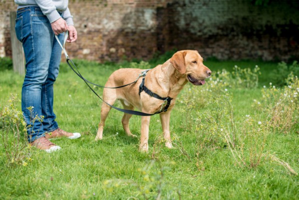 Freedom no pull harness