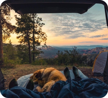 Camping with your dog