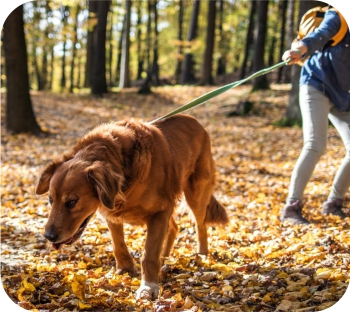 How a Training Harness Can Help a Dog Who is Excited and Pulls