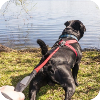 How a Training Harness Can Help a Dog Who is Excited and Pulls