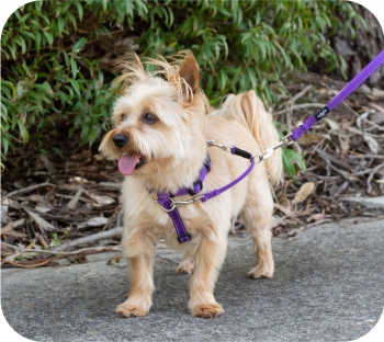 How a Training Harness Can Help a Dog Who is Excited and Pulls