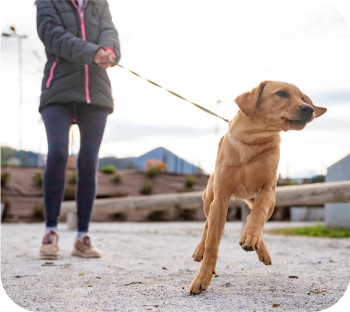 How a Training Harness Can Help a Dog Who is Excited and Pulls