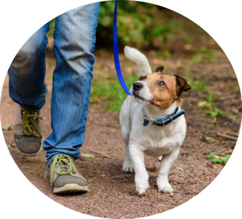 Loose Leash Dog Walking