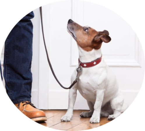 Loose lead dog training