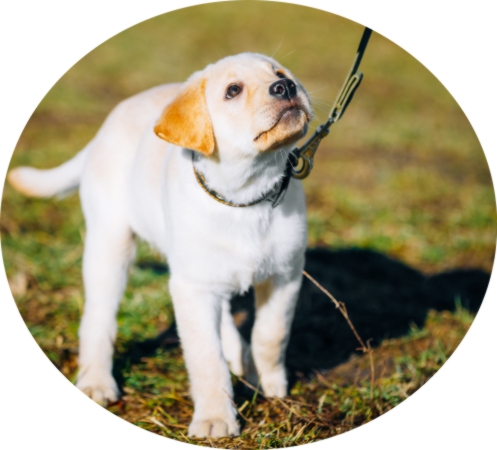 loose lead dog training