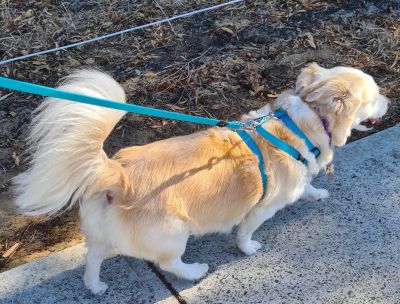 4Pooch Control Harness