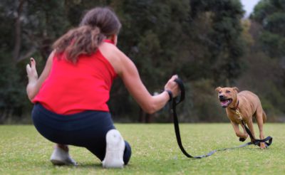 Dog on long recall lead