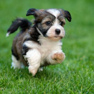 Puppy exploring new home