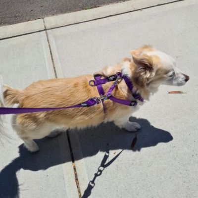 Ensure you have the right equipment for dog leash pulling