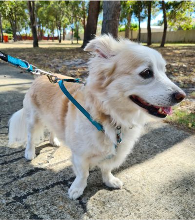 4Pooch Harness 