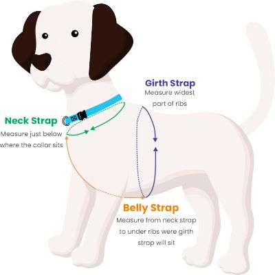 How to measure your dog