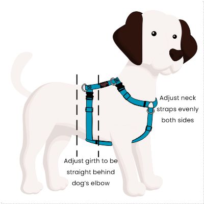 Fitting the 4Pooch Control Harness