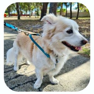 4Pooch Control Dog Harness