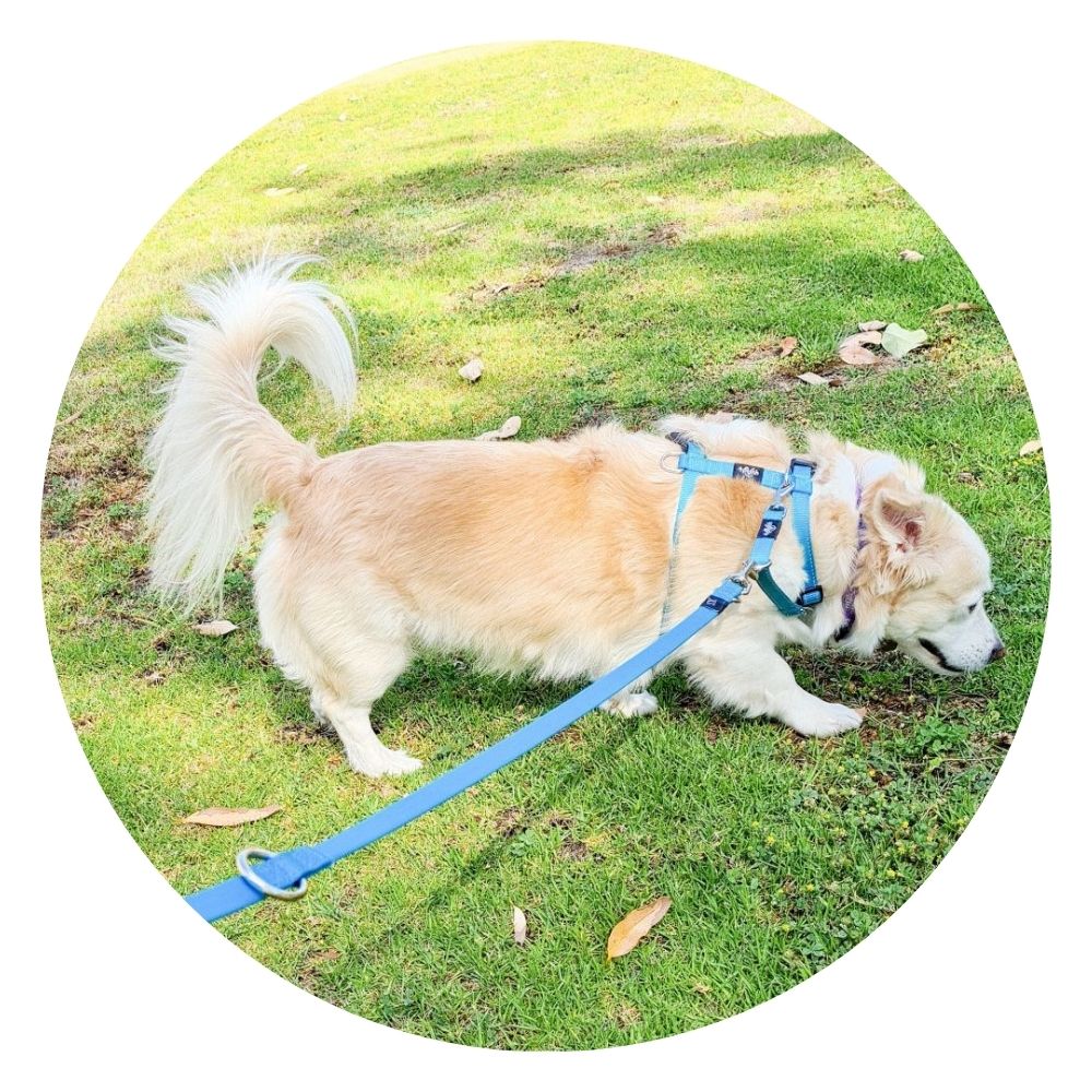 4Pooch Control Harness