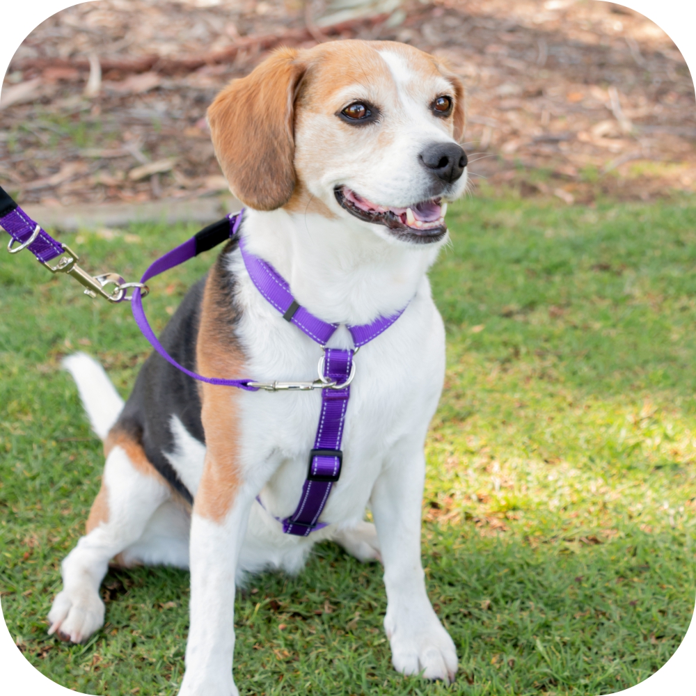 4Pooch Control Harness