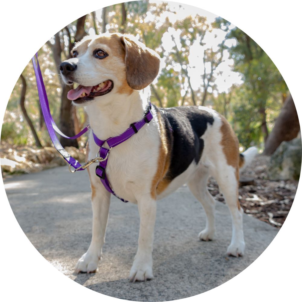 4Pooch Control Harness