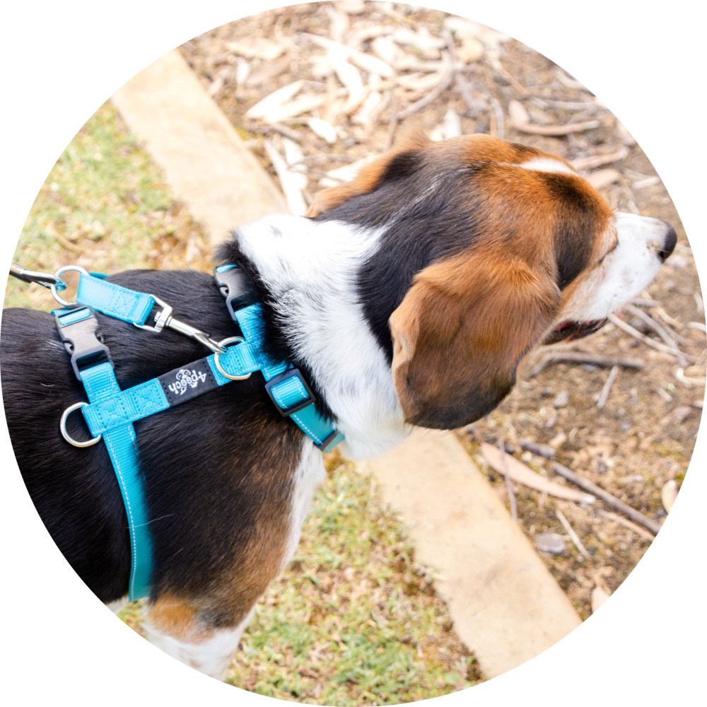 4Pooch Control Harness