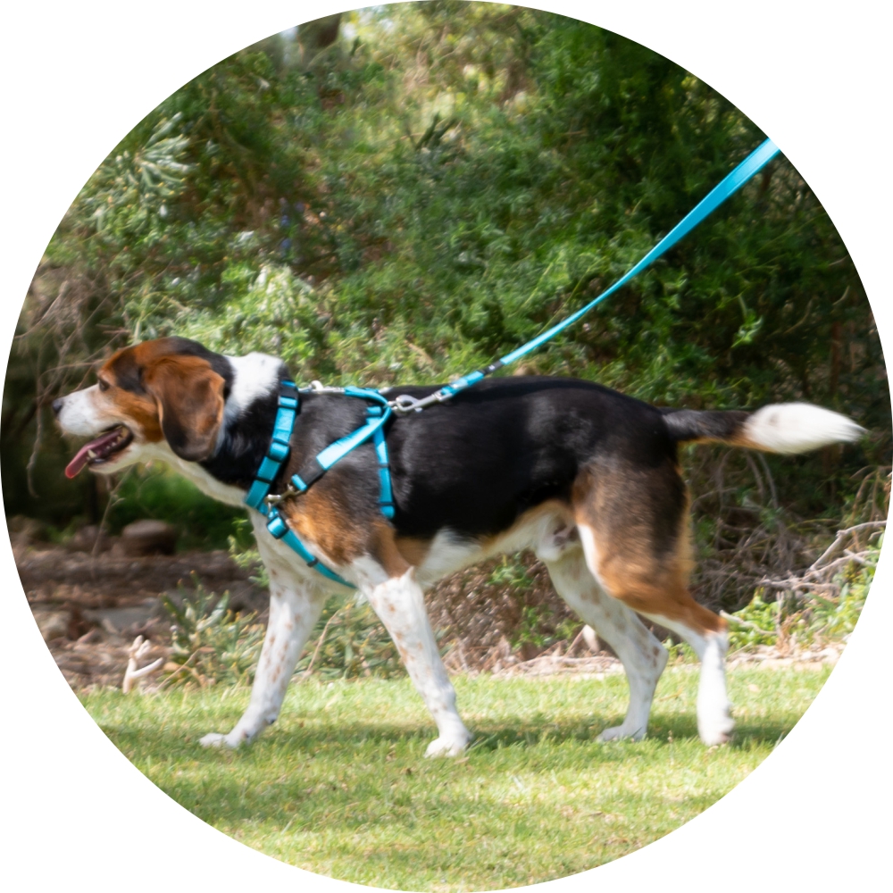 4Pooch Control Harness