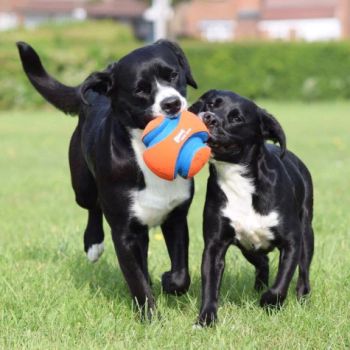 Chuckit! Kick Fetch Dog Ball