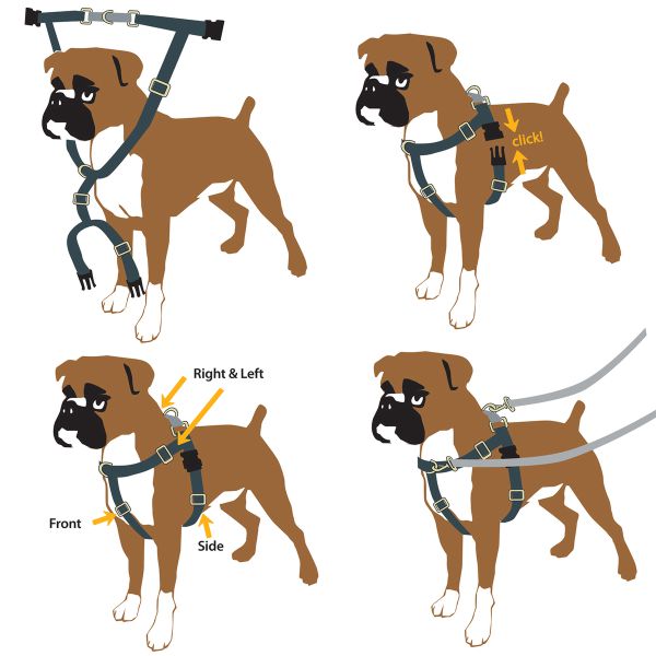 Freedom Harness fitting instruction